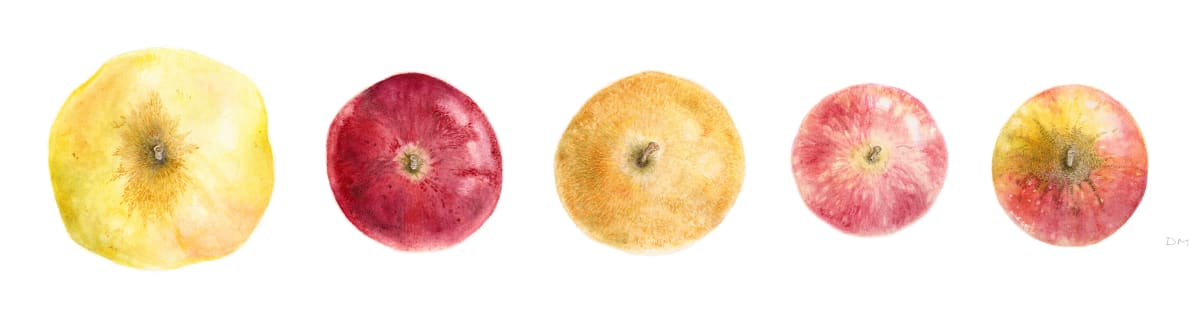 Washington Heirloom Apples by Deborah Montgomerie 