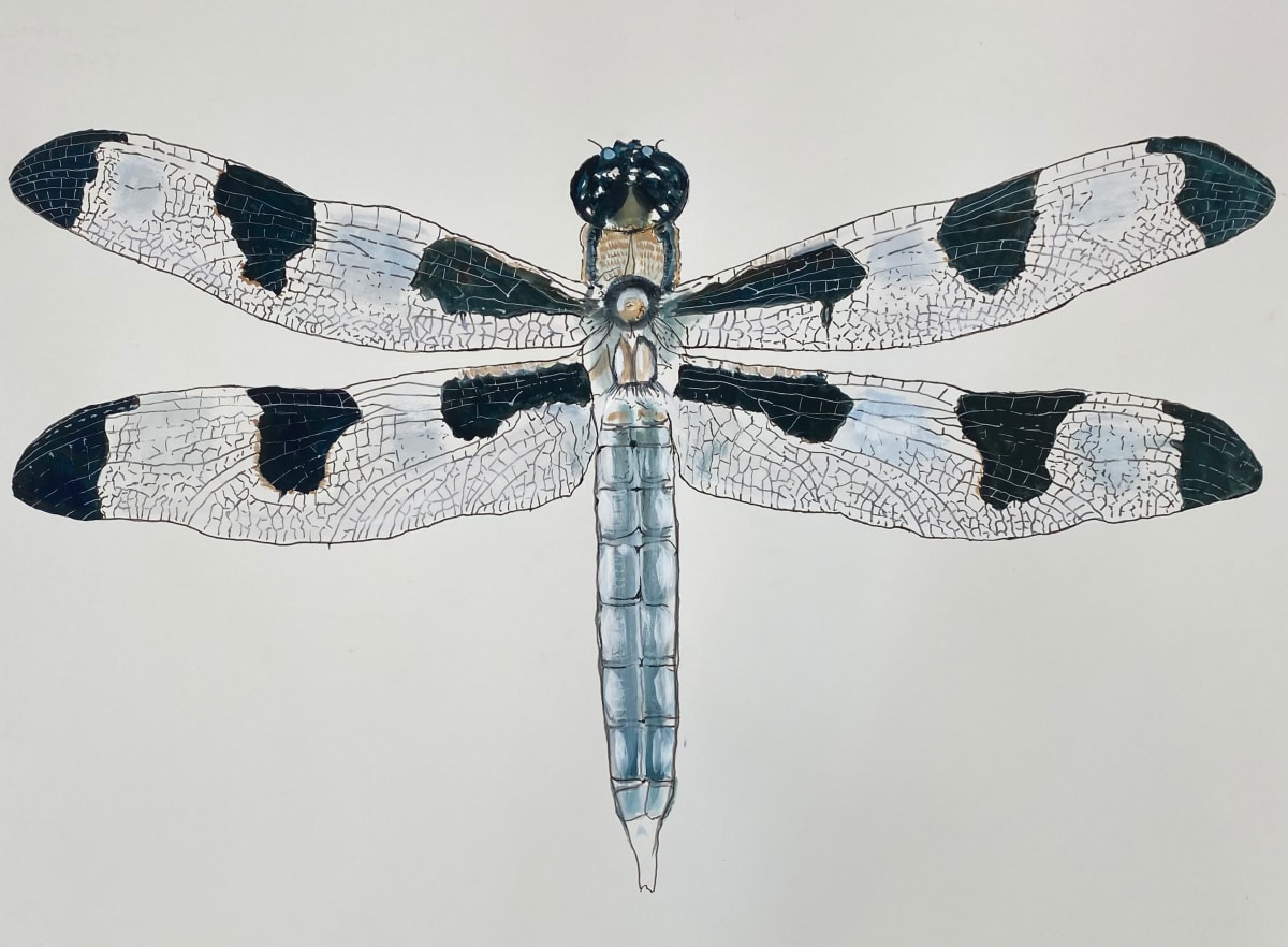 Dragonfly by Meg Holgate 