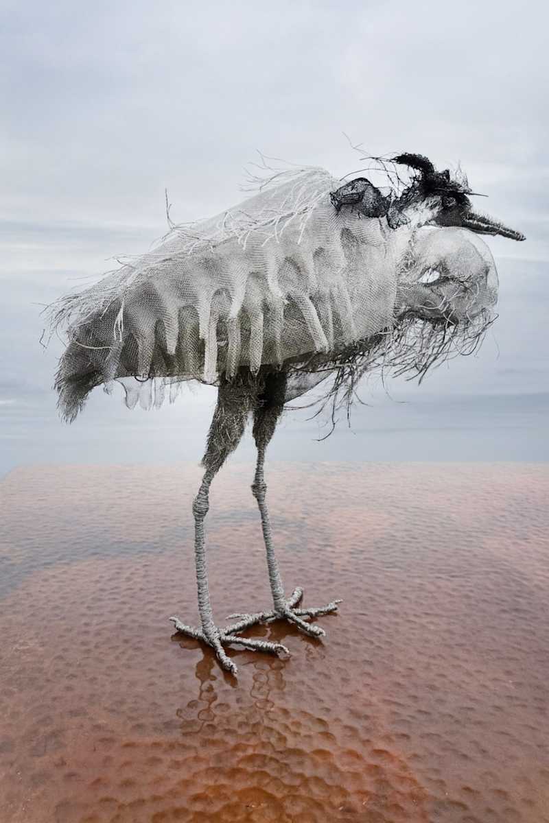 Bluey by Marly Eidsness 