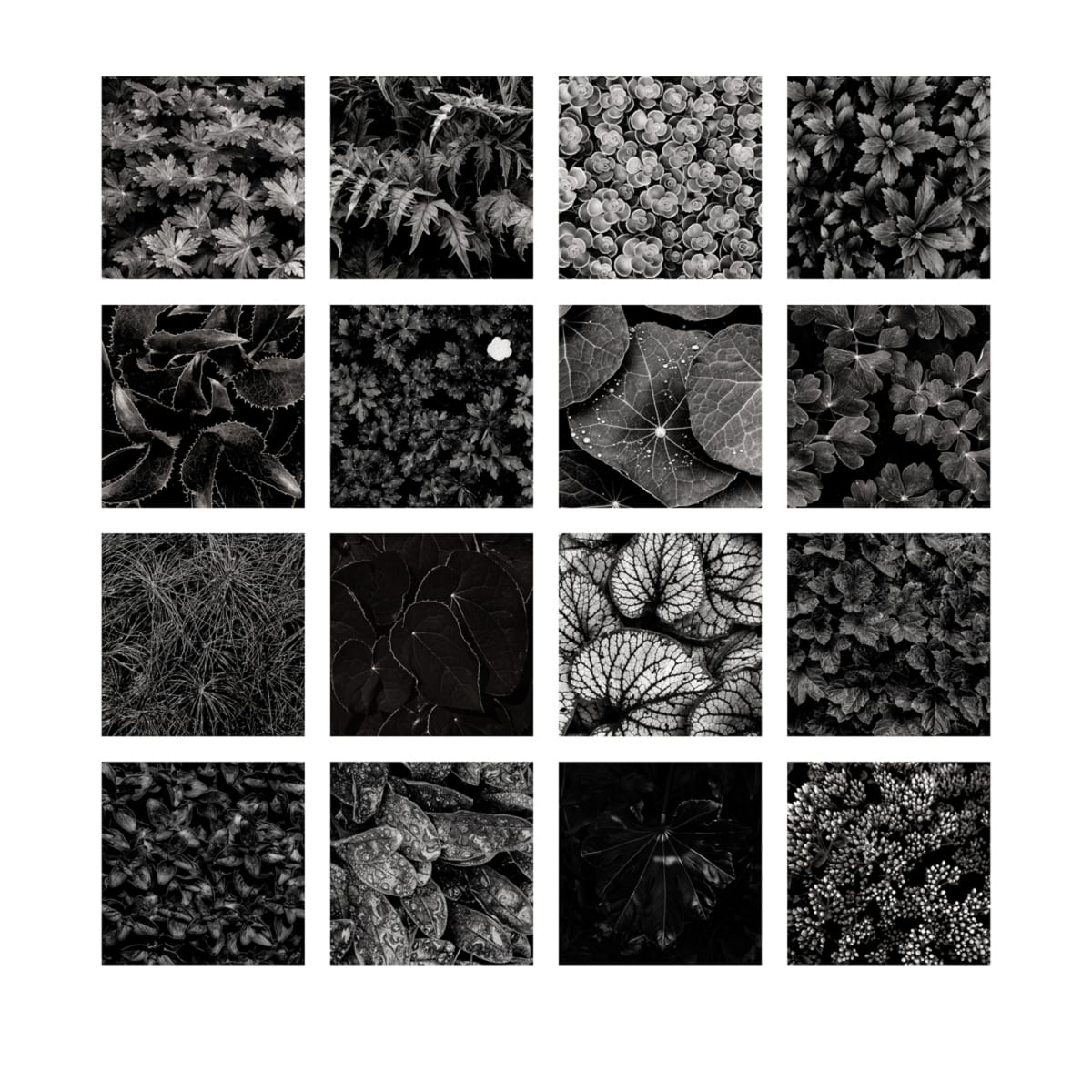 Foliage by Skip Smith, Image 1.