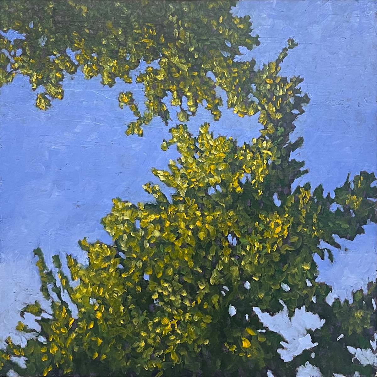 Canopy by Michael Dickter 