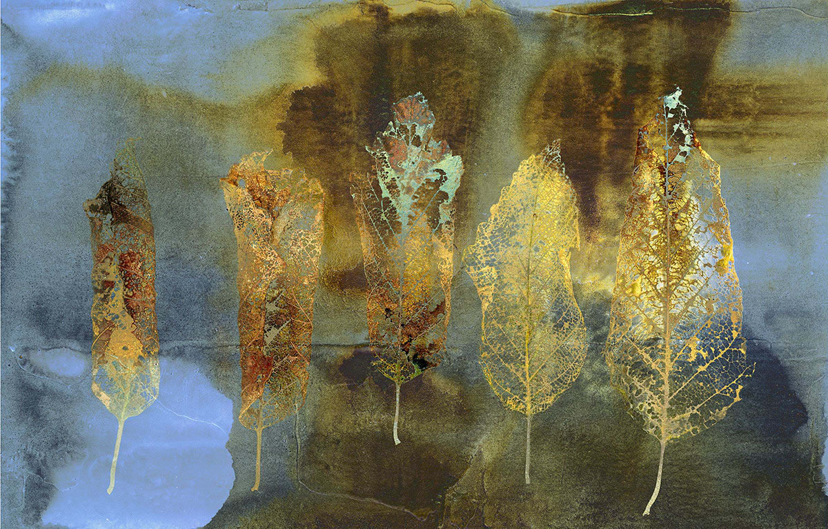 Leaf Sequence II 2/35 by Iskra Johnson 