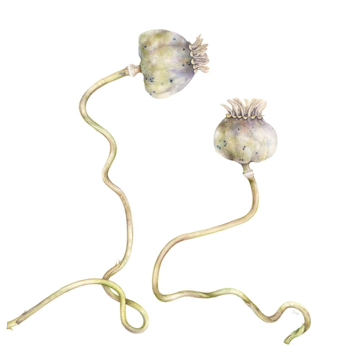 Iceland Poppy Seed Heads by Deborah Montgomerie, Image 1.