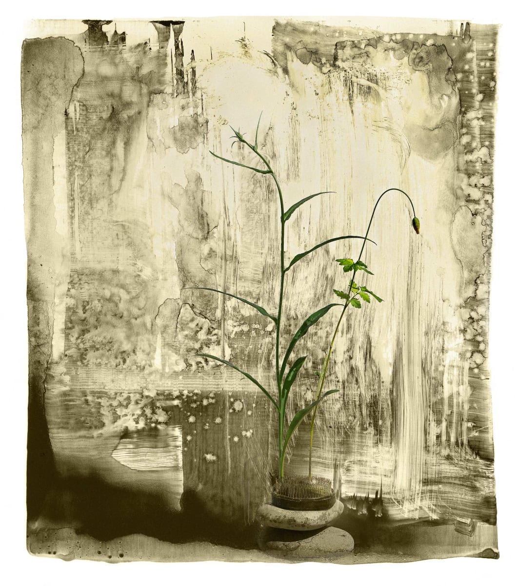 Rain Shower Poppy 1/35 by Iskra Johnson 