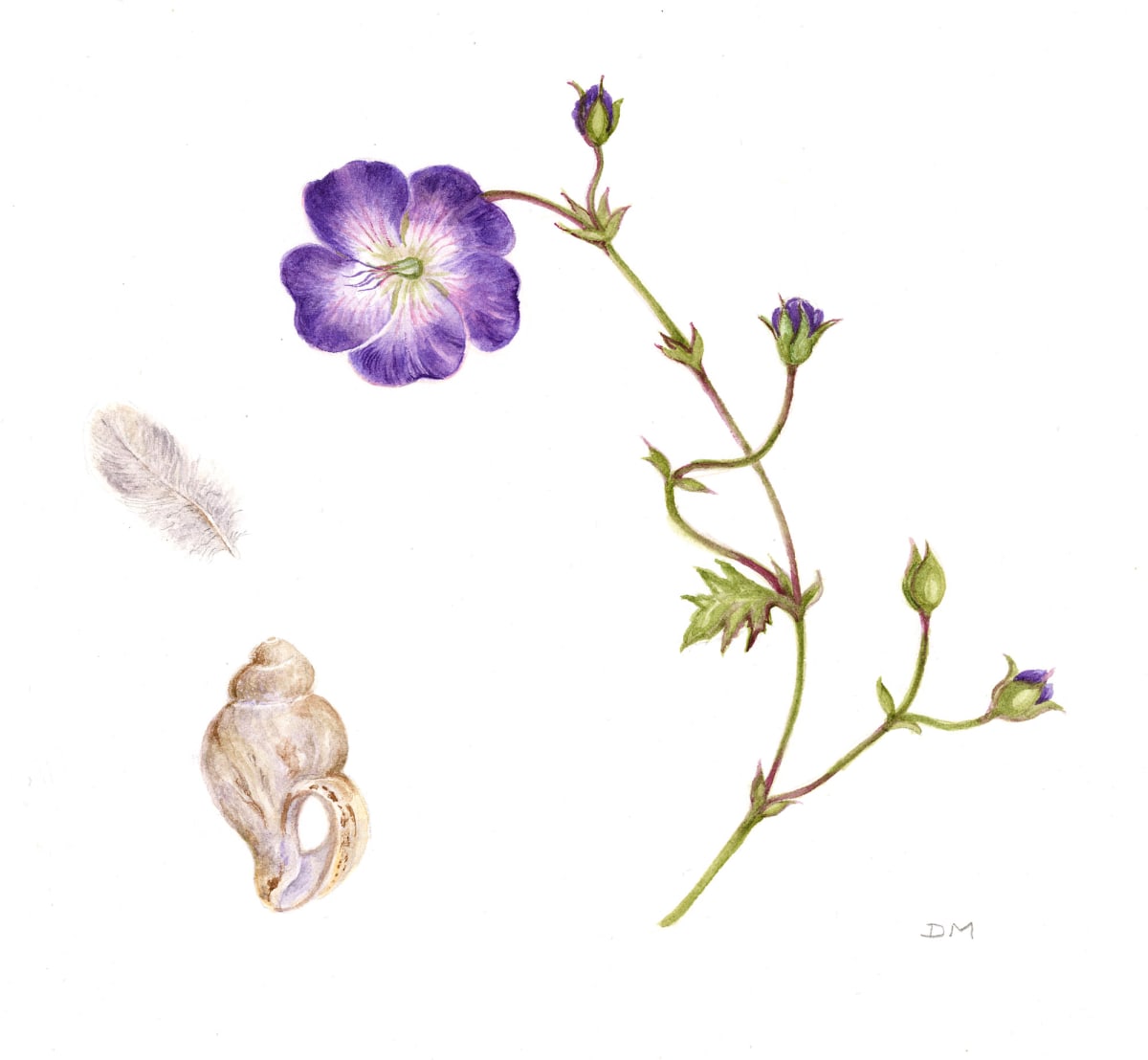 Rozanne Geranium, Feather and Shell by Deborah Montgomerie 