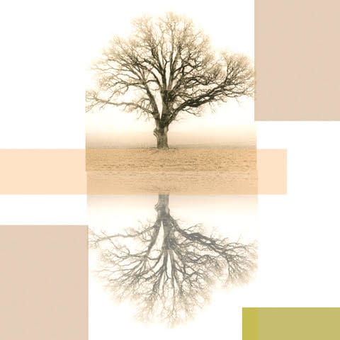 Oak and Fog by Skip Smith, Image 1.