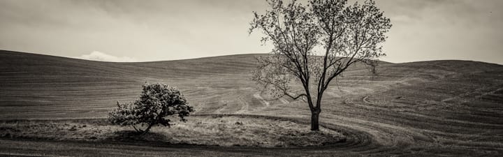 Trees by Skip Smith 