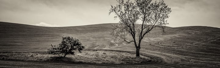 Trees by Skip Smith, Image 1.