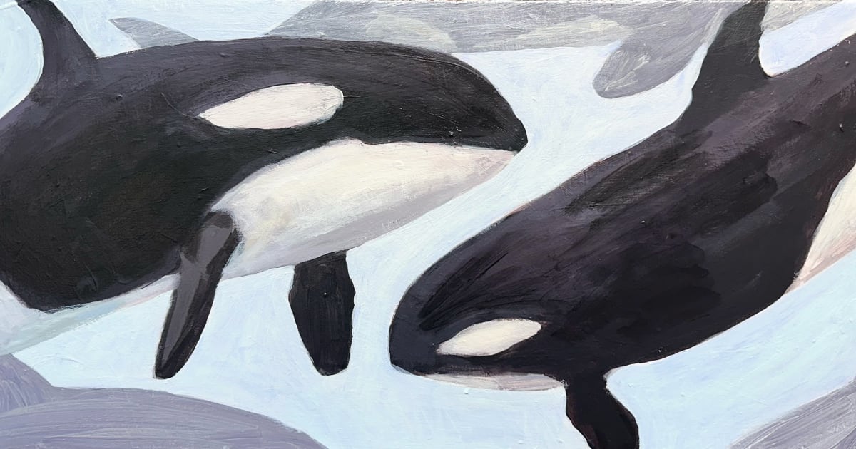 Orca Watch by Laura Hudson 