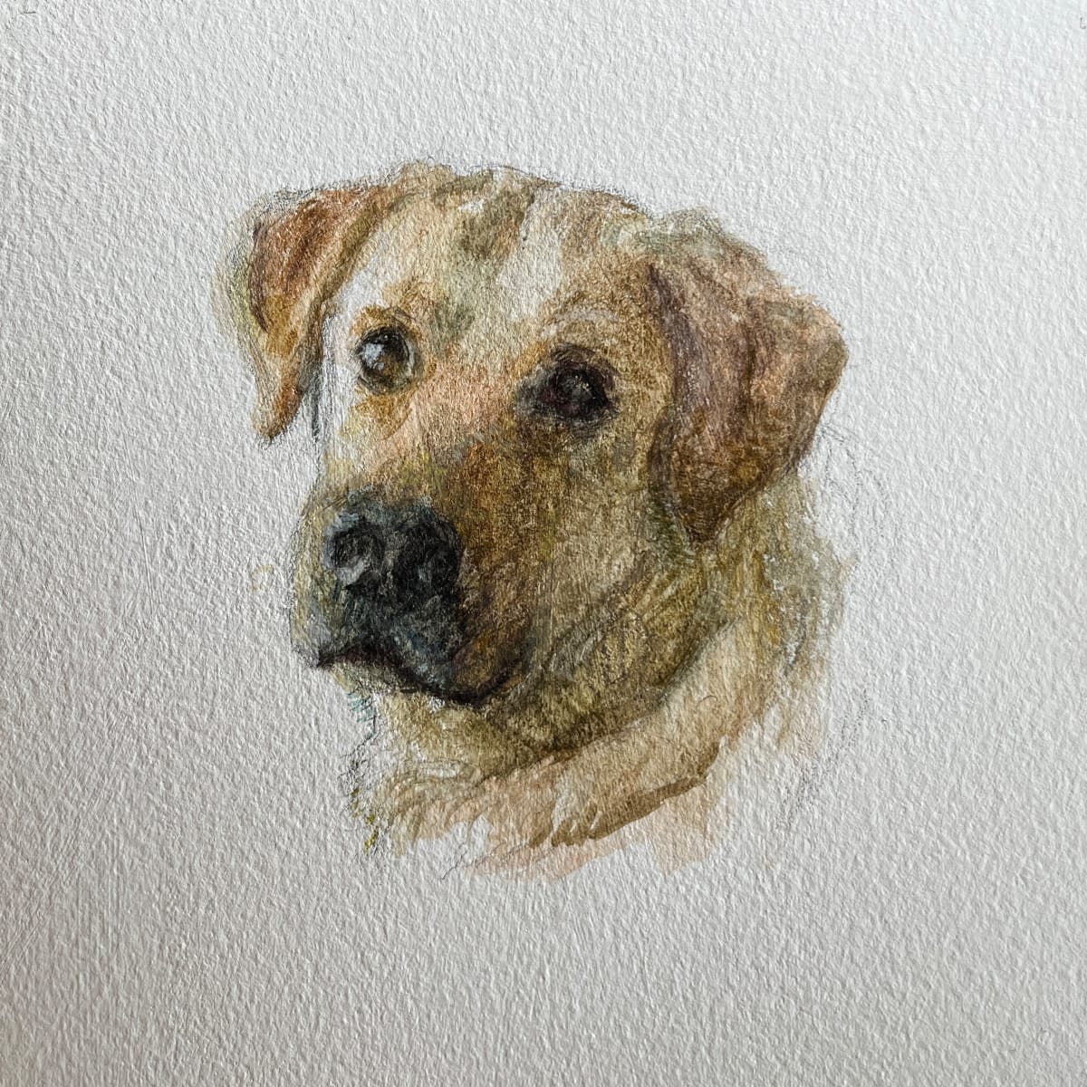 Arthur by Thimgan Hayden  Image: Mini Pet Portrait of Arthur