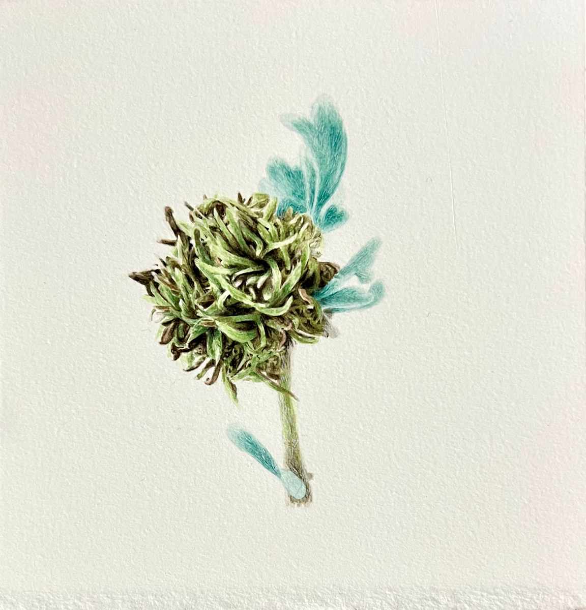 Medusa Midge Gall on Sagebrush: Great Basin Desert Notes by Melissa Mohammadi, Image 2.
