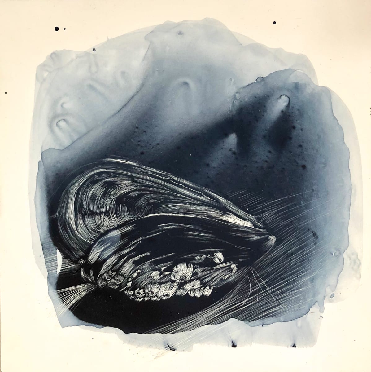 September Mussel, Image 1.