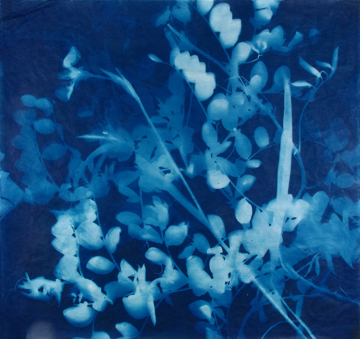 Seaside Iris, Image 1.