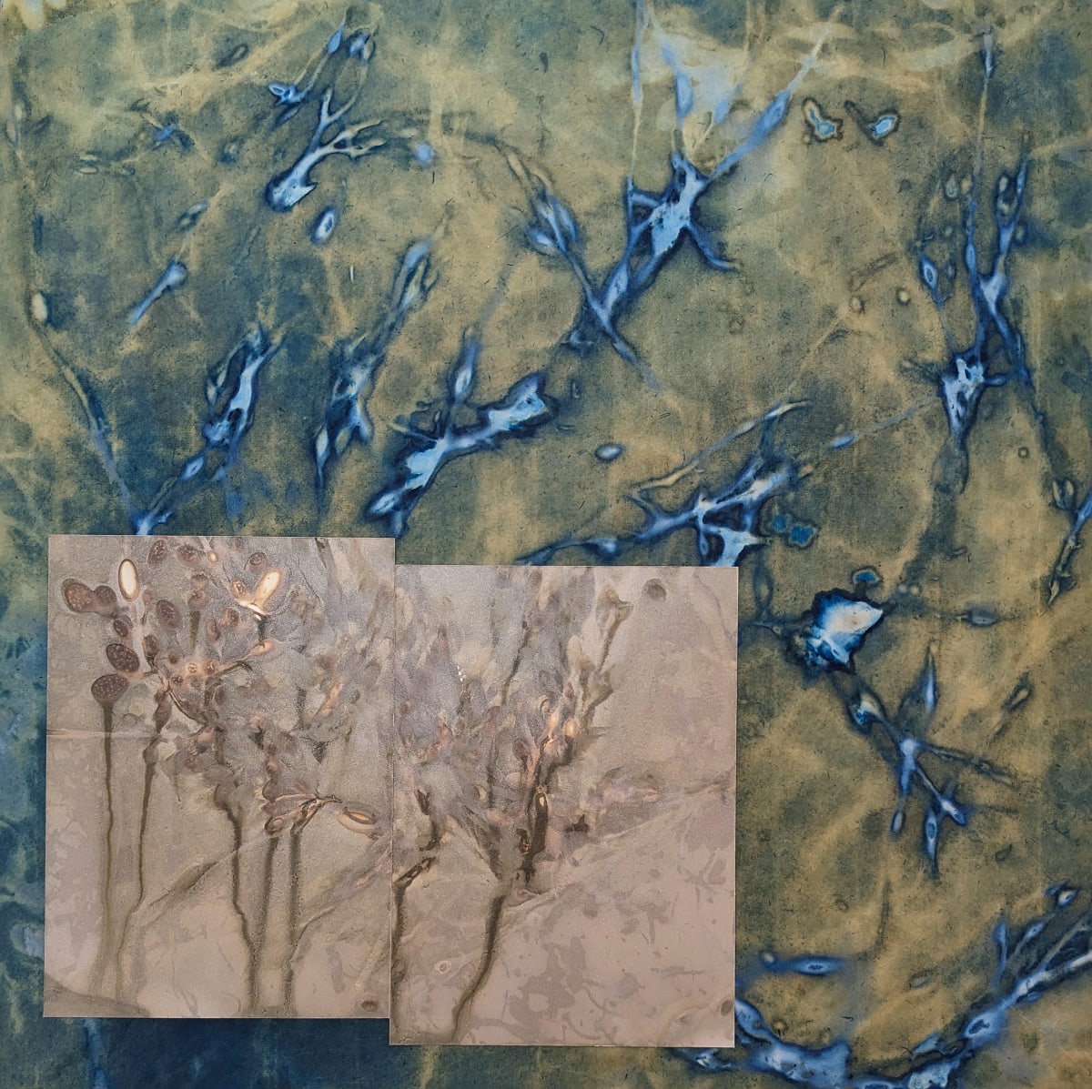 Channels (Bladderwort) by Bonnie Baker Studio  Image: Bleached Cyanotype with Lumen Prints on Silver Gelatin Paper