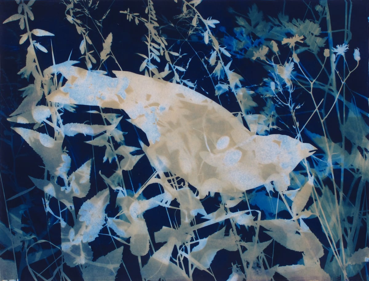 Cow Bird, Image 1.