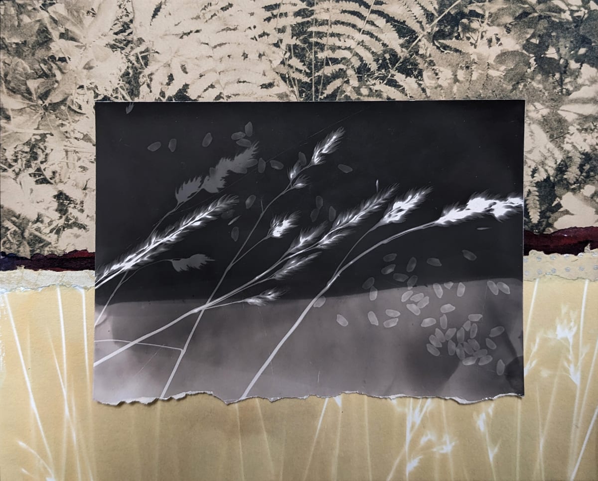 Dividing Space by Bonnie Baker Studio  Image: Silver Gelatin Photogram, bleached cyanotypes, plant dyed papers