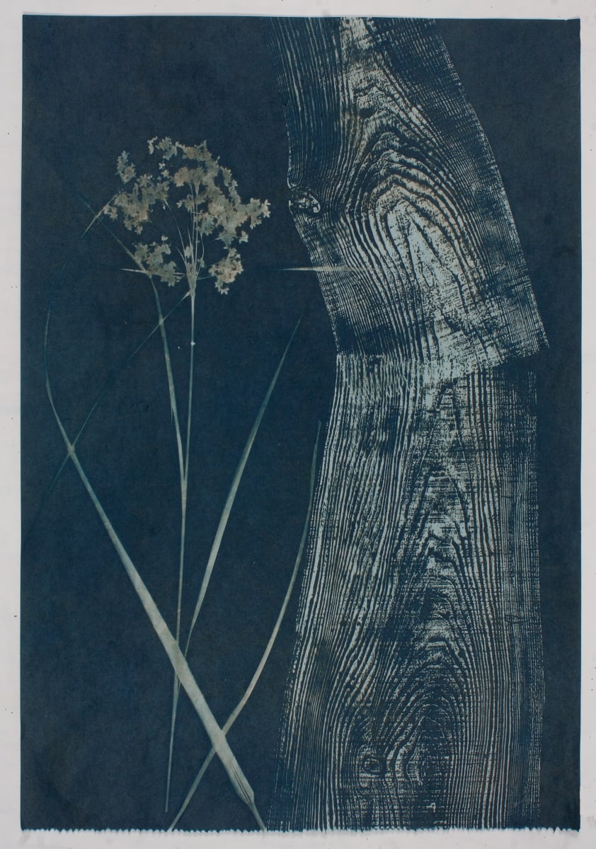 Falling into Meadowsweet  Image: Falling into Meadowsweet, toned cyanotype on Washi paper