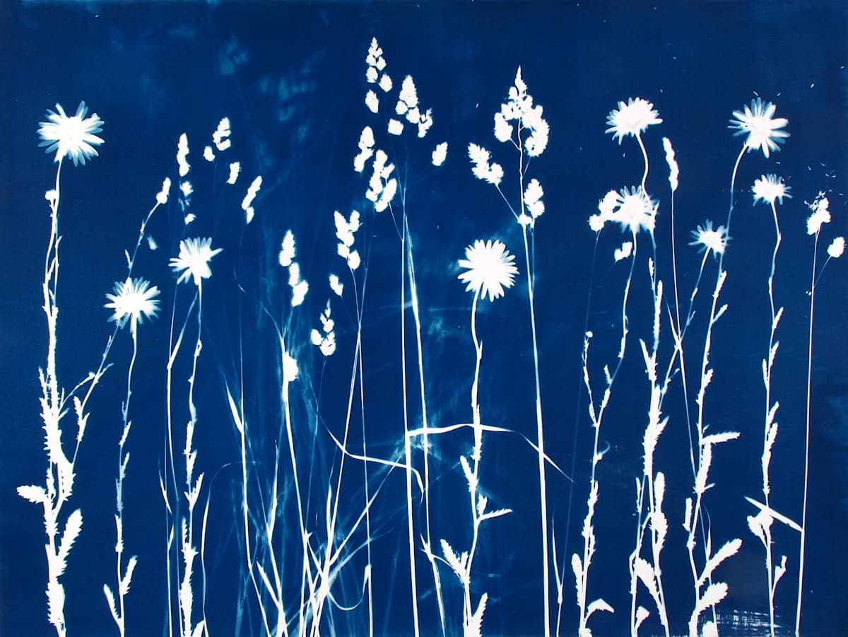 Field, Image 1.