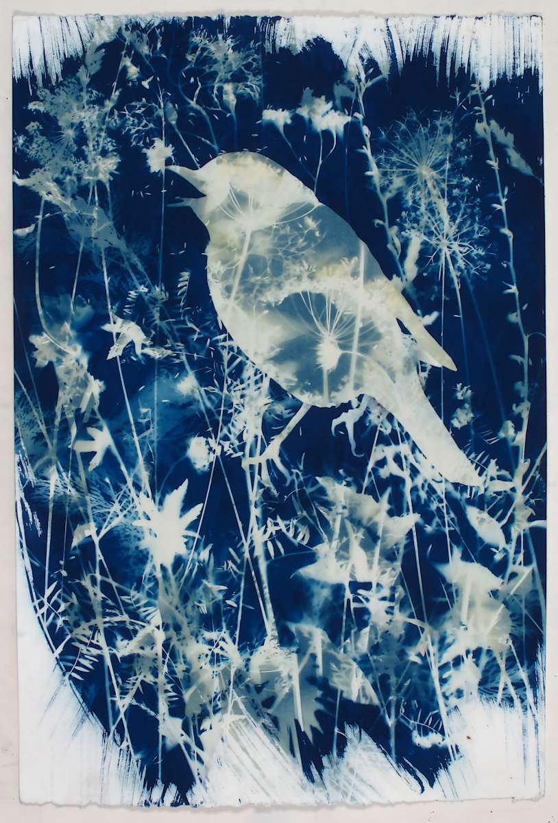 Thrush, Image 1.