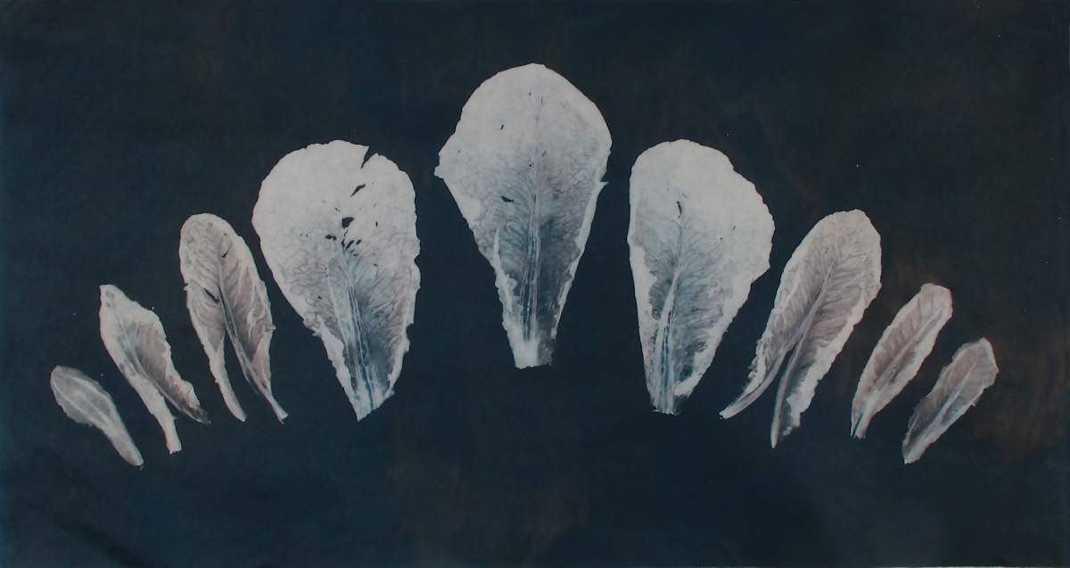 Lettuce row, Image 1.
