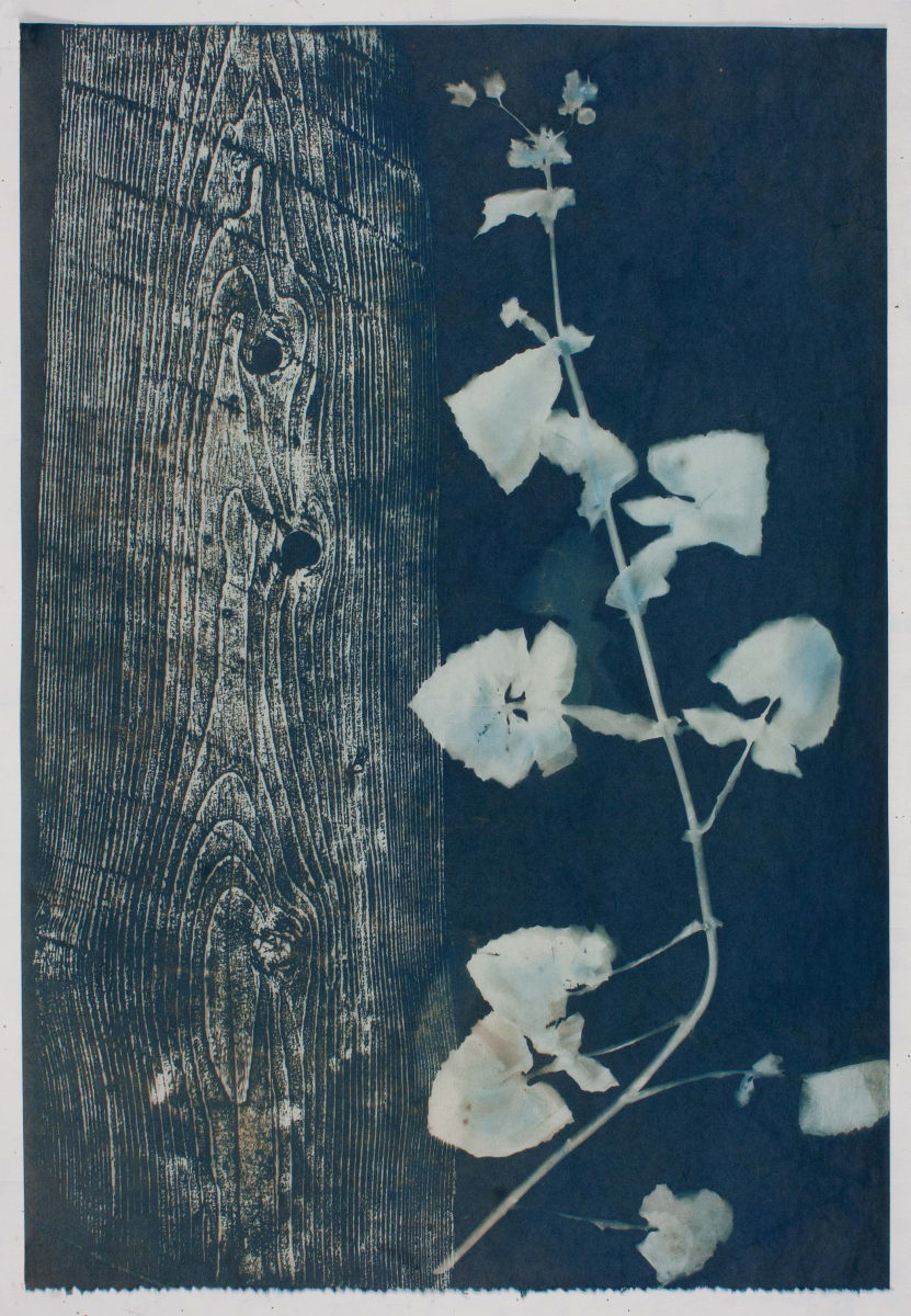 Standing with Nettle  Image: Standing with Nettle, toned cyanotype on Washi