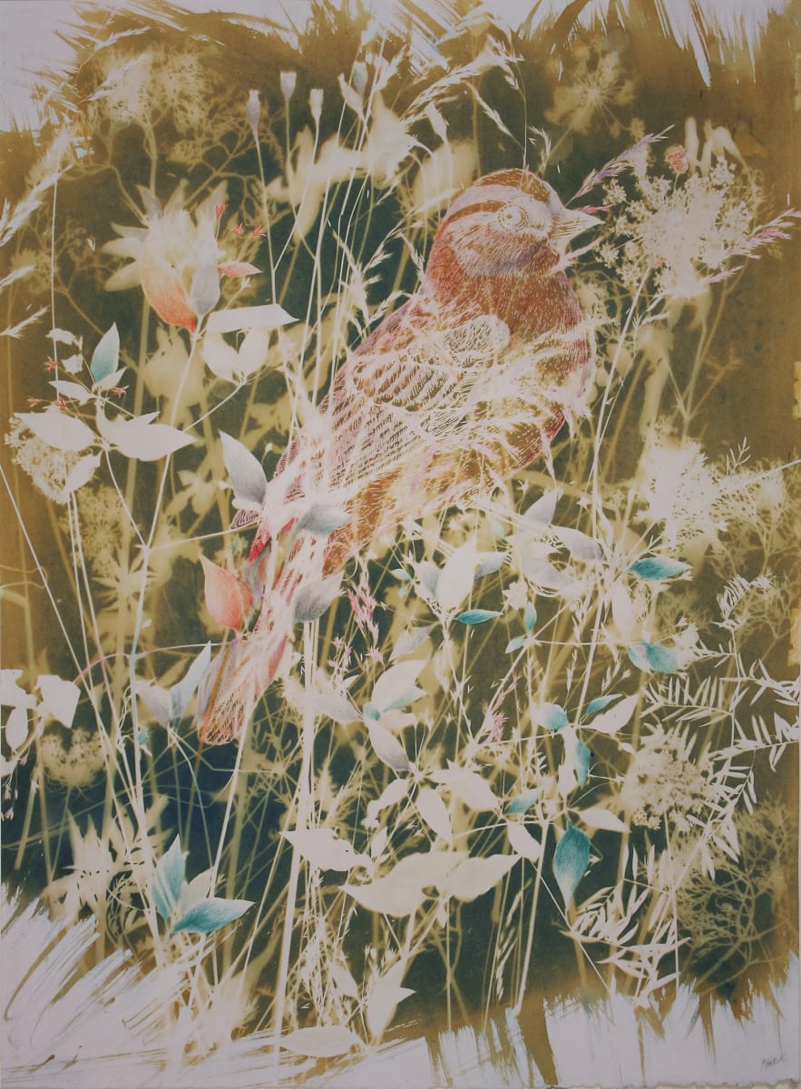 Sunshine Sparrow by Bonnie Baker Studio  Image: Unique Cyanotype, bleached with hand colouring on Stonehenge paper. 