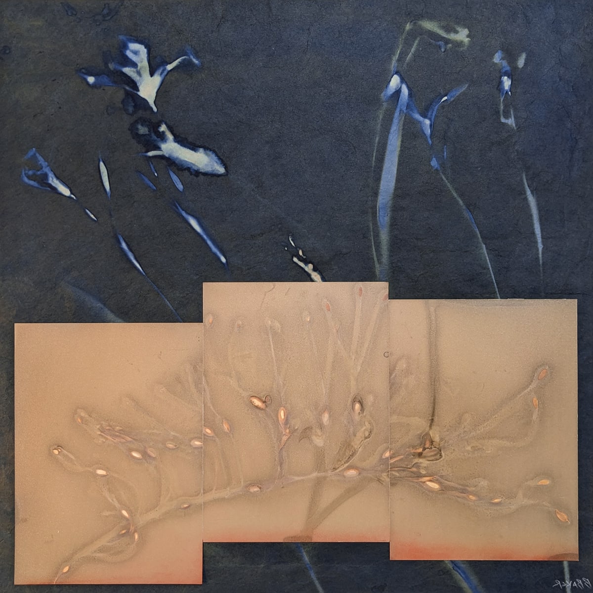 Wild Iris by Bonnie Baker Studio  Image: Cyanotype on washi, lumen prints on Silver Gelatin Paper, acrylic paint