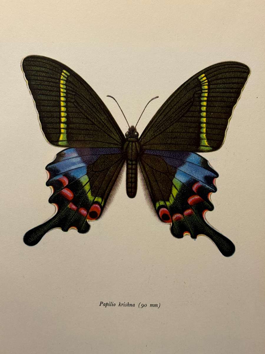 unframed vintage lithograph butterfly with blue and red spots 