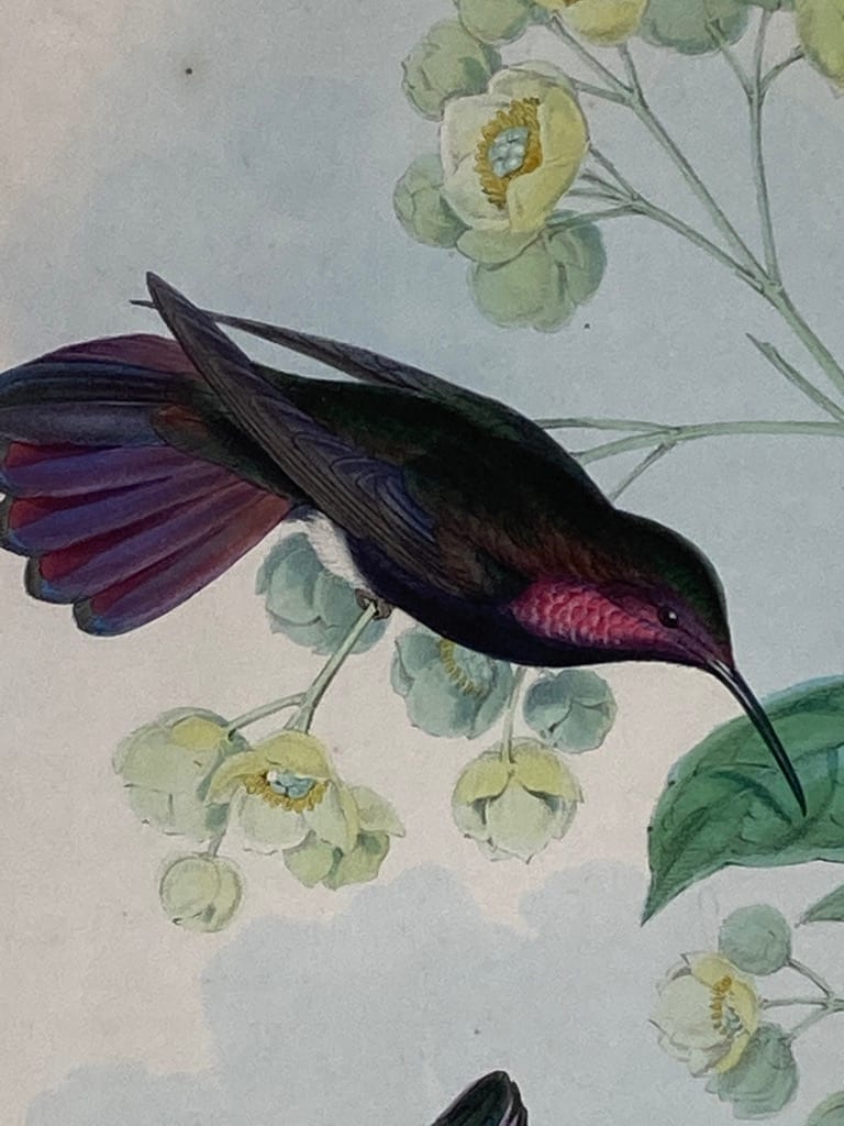 framed J. Gould Hummingbird hand colored stone lithograph 