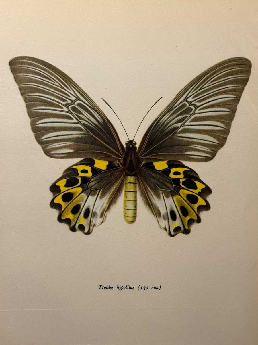 unframed vintage lithograph butterfly with yellow with black spots 