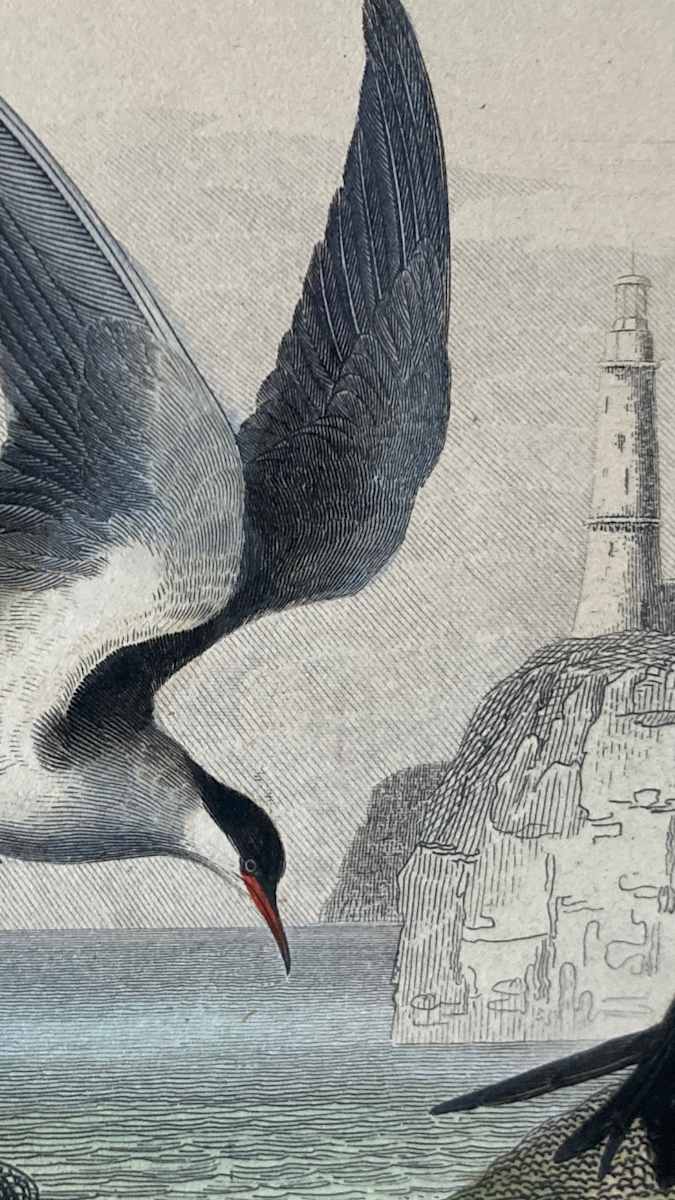 hand painted seagull bird engraving c. 1860's 