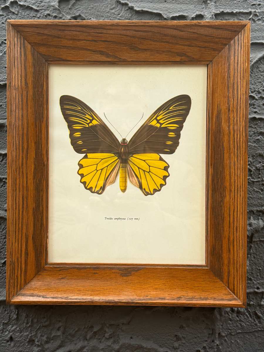 framed vintage lithograph butterfly with black and yellow 