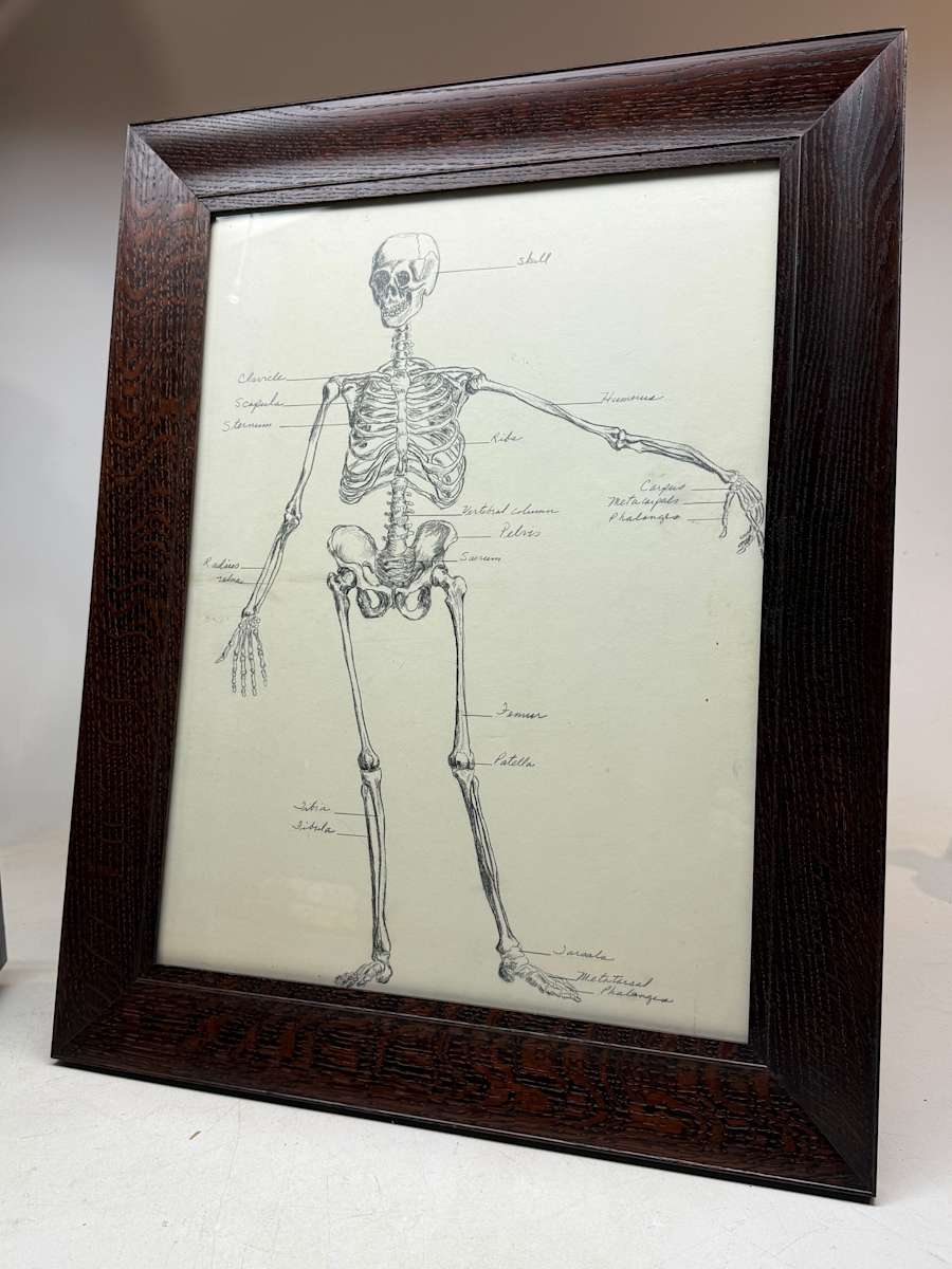 Original drawing of a skeleton 