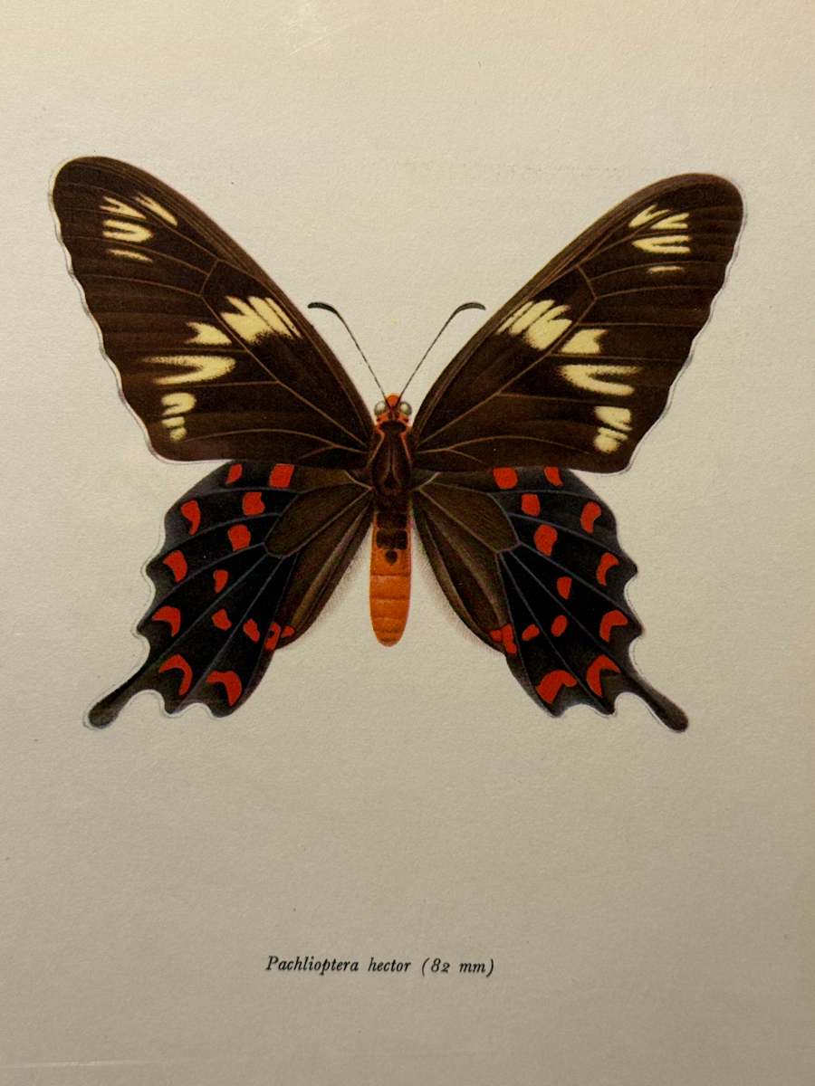 unframed vintage lithograph butterfly with black white and red 