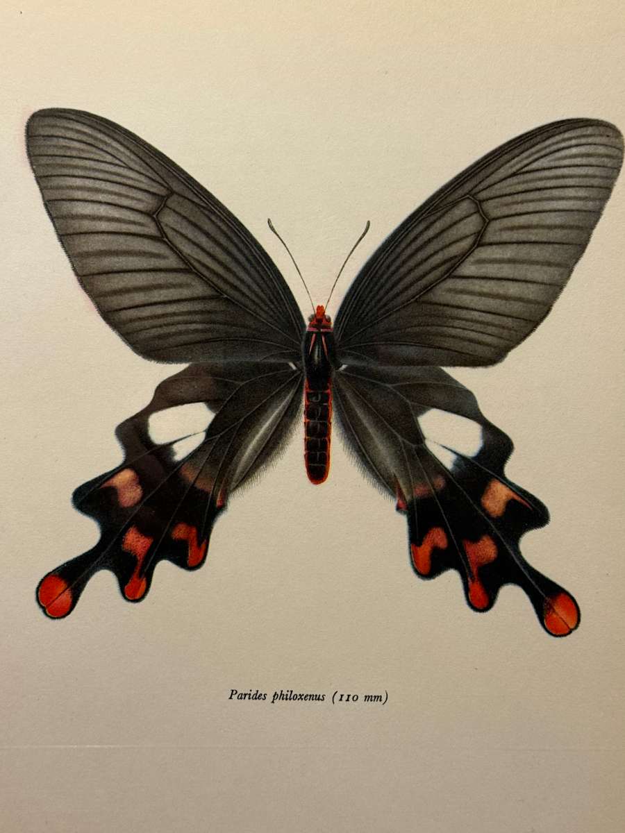 unframed vintage lithograph butterfly with black and red tip 