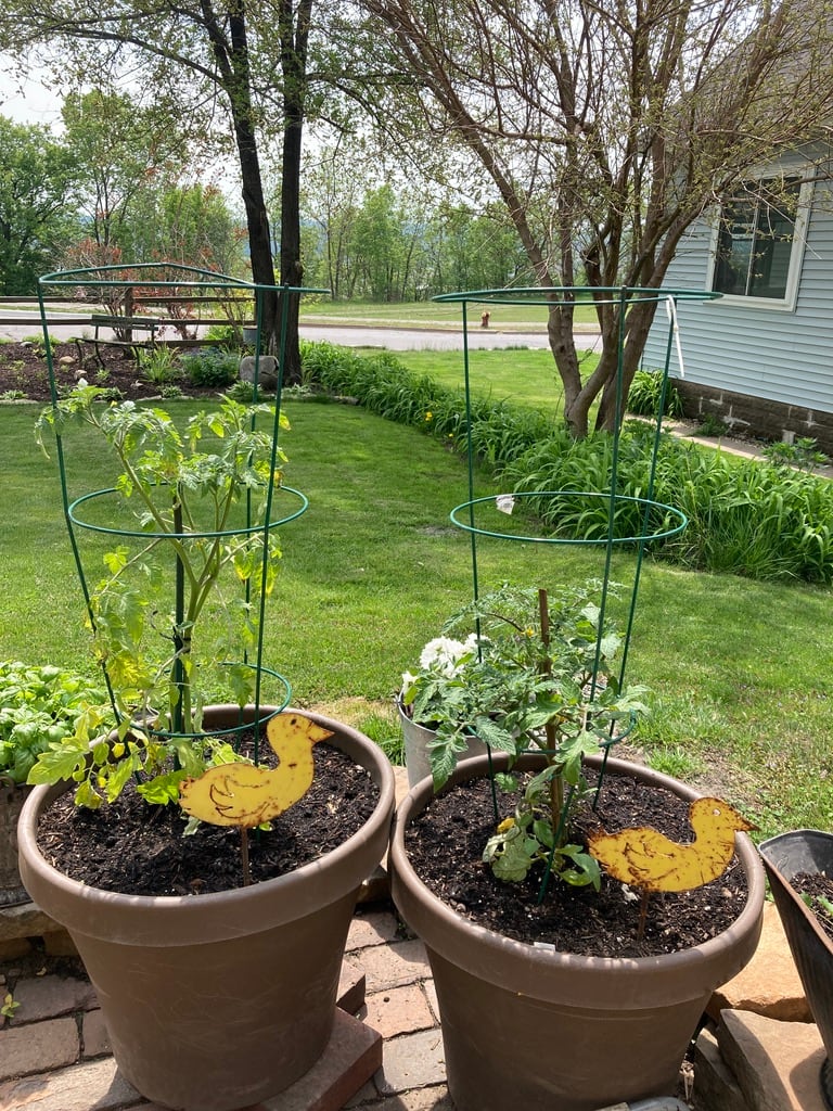 iron planter chicks 