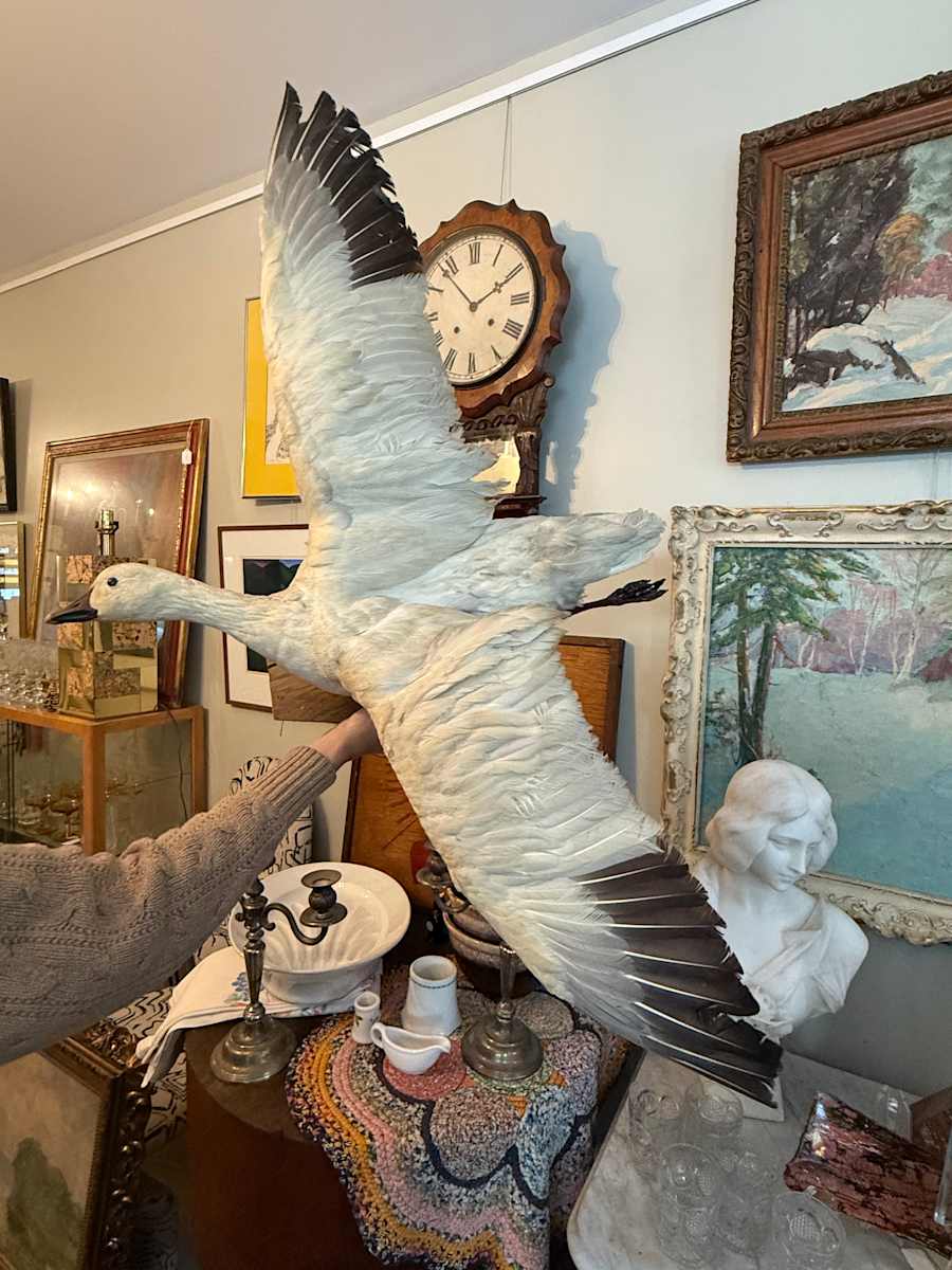 Taxidermy flying goose 