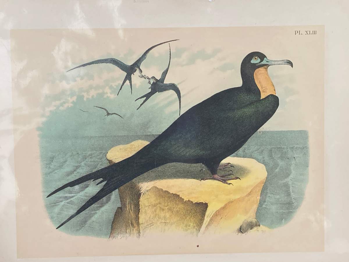 SHRINKWRAPPED early engraving of sea frigate bird 