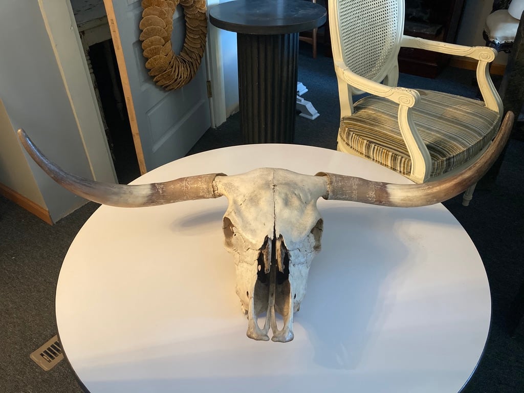 Scottish Highlander cow skull 