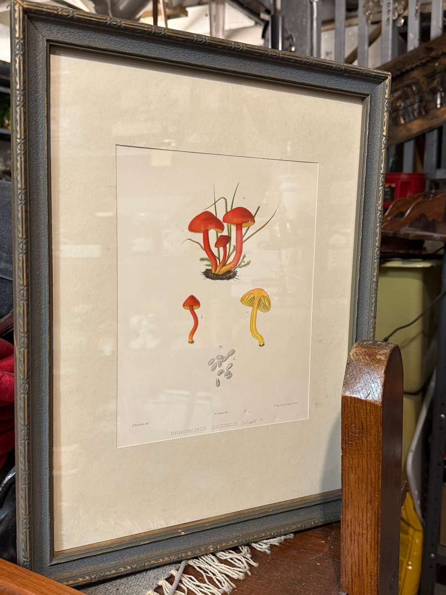chromolithograph of mushrooms circa 1910 