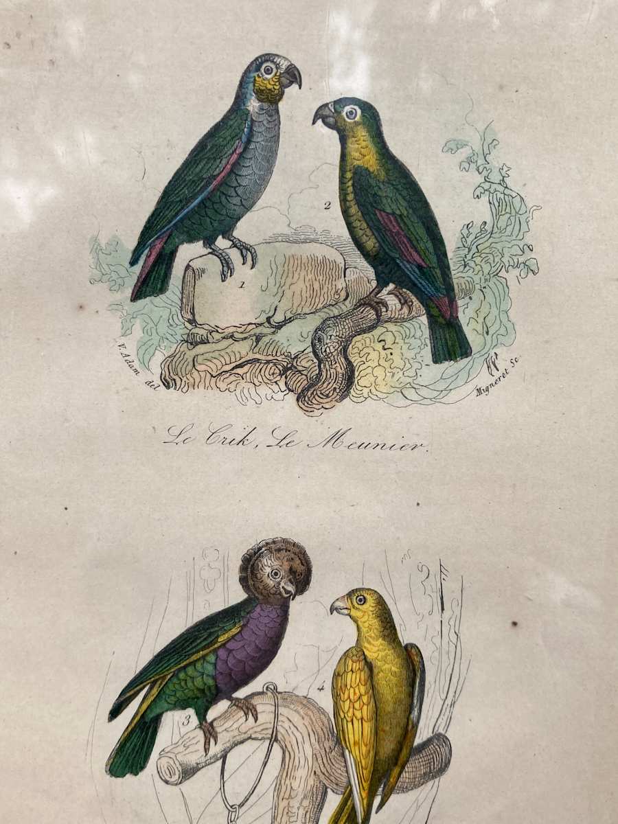 SHRINKWRAPPED early 1851 pair of French birds 