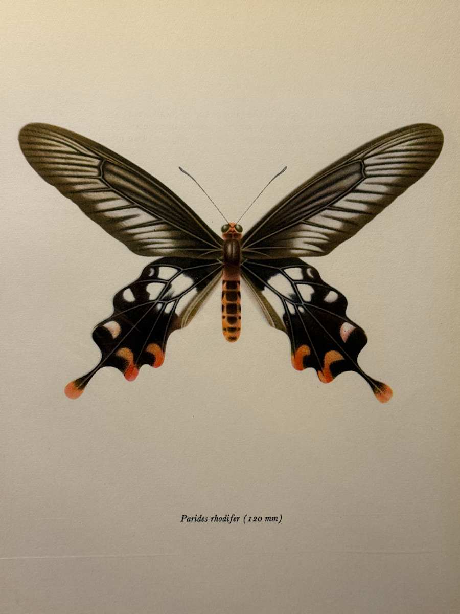 unframed vintage lithograph butterfly with white and red spots 