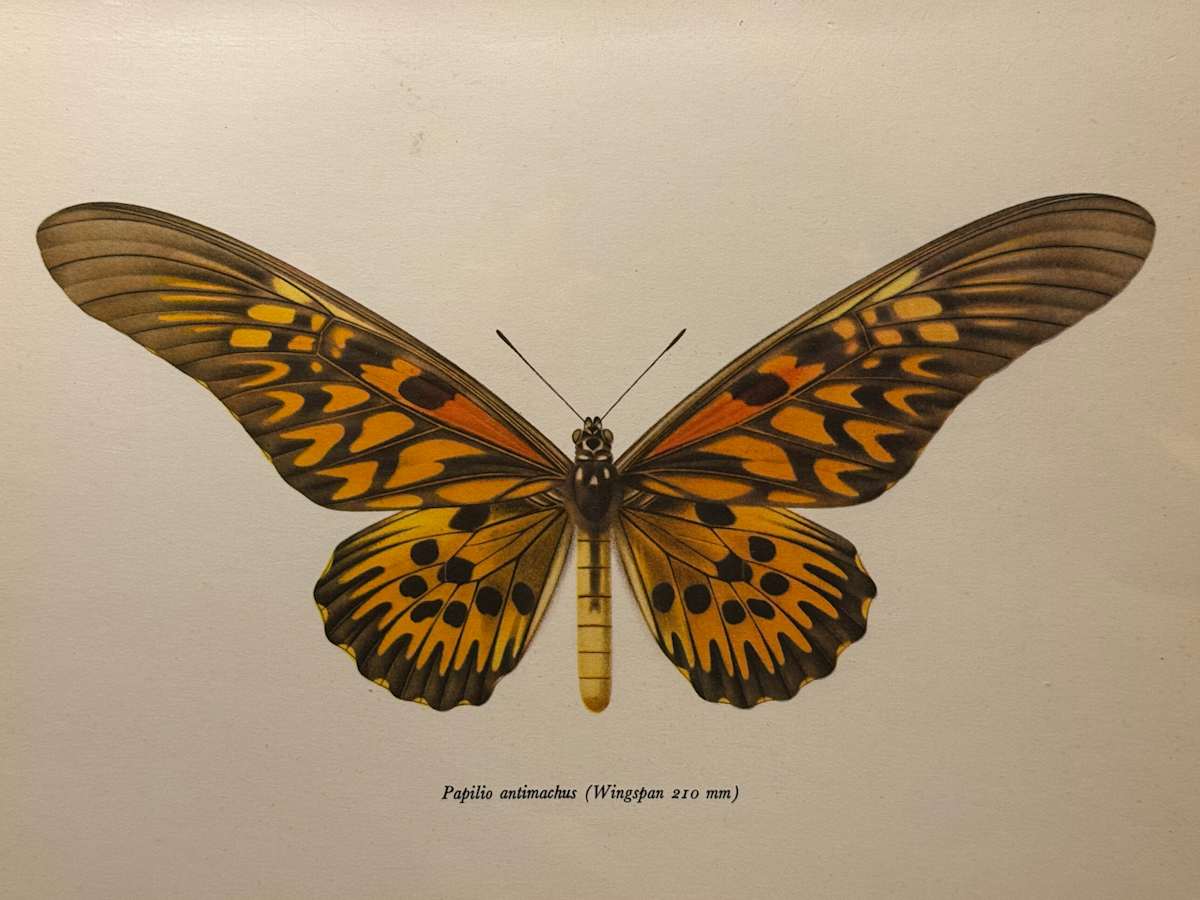 unframed vintage lithograph butterfly with orange and black 