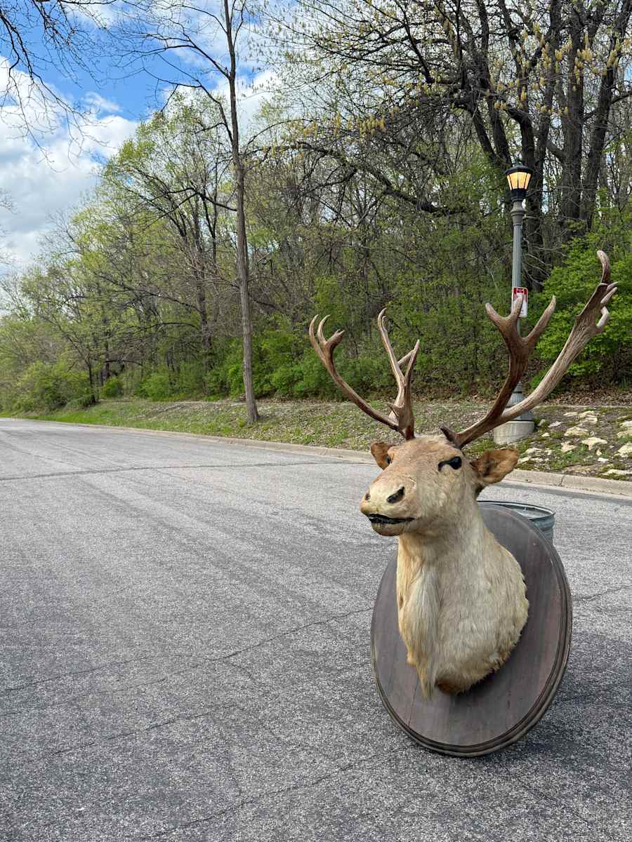 Large Caribou mount, Image 1.