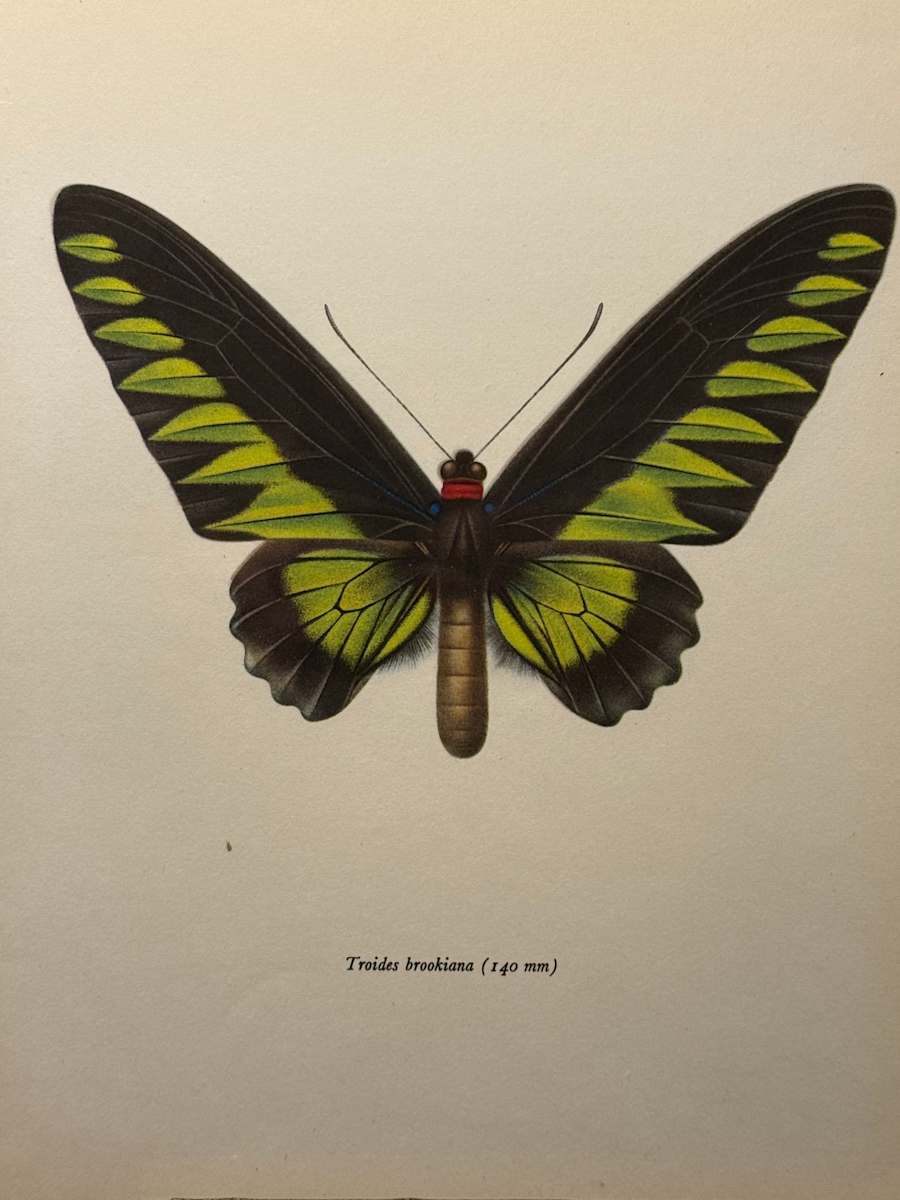 unframed vintage lithograph butterfly with green and black 