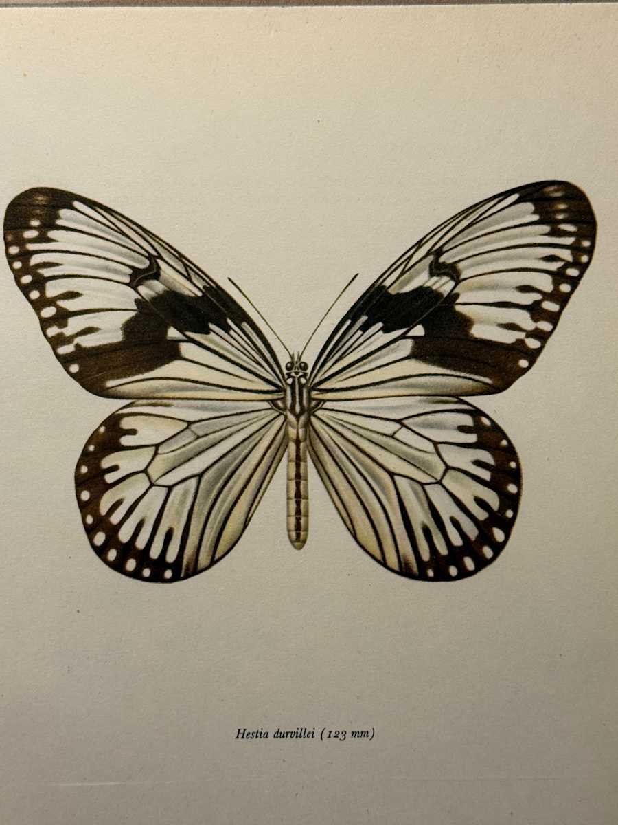 unframed vintage lithograph butterfly with white and black 