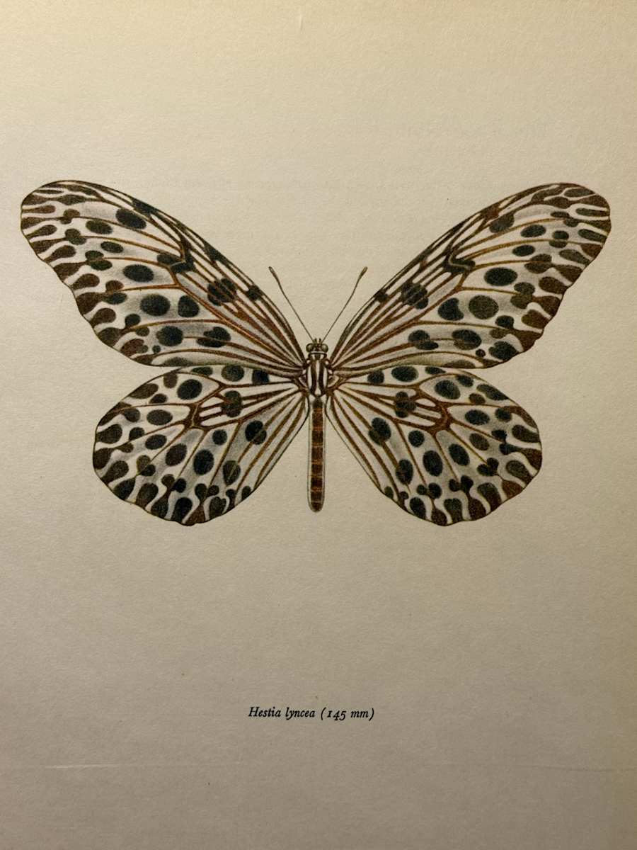unframed vintage lithograph butterfly with black spots 