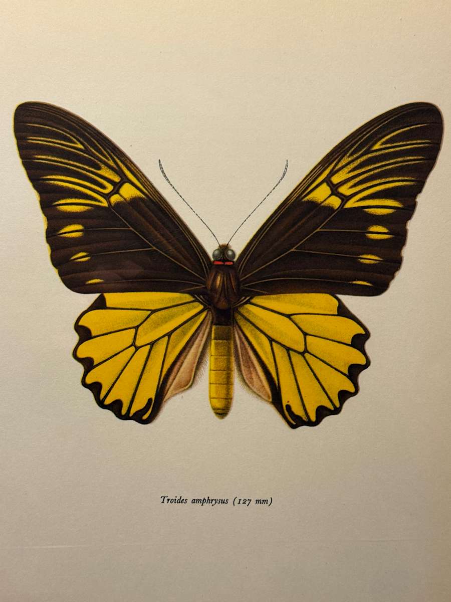 unframed vintage lithograph butterfly with yellow and black 