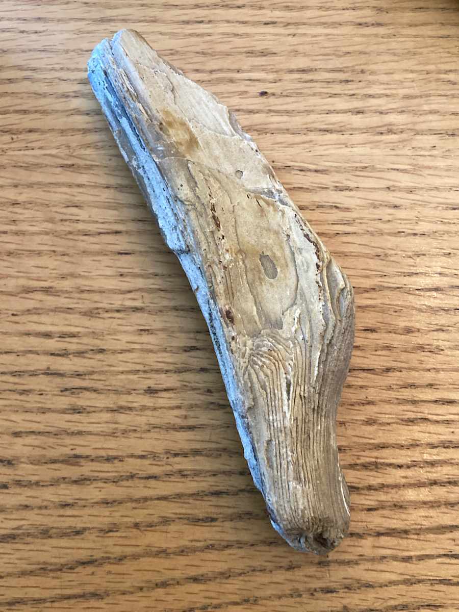 fossil of petrified wood 