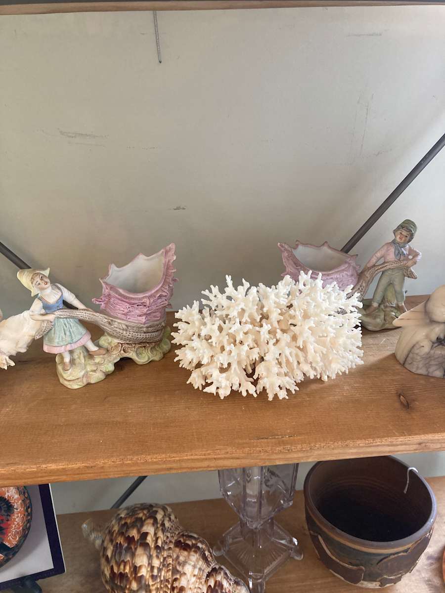 medium sized coral 